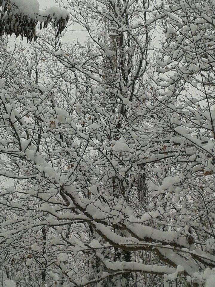 15894790_682077485305228_4533694425937091152_n