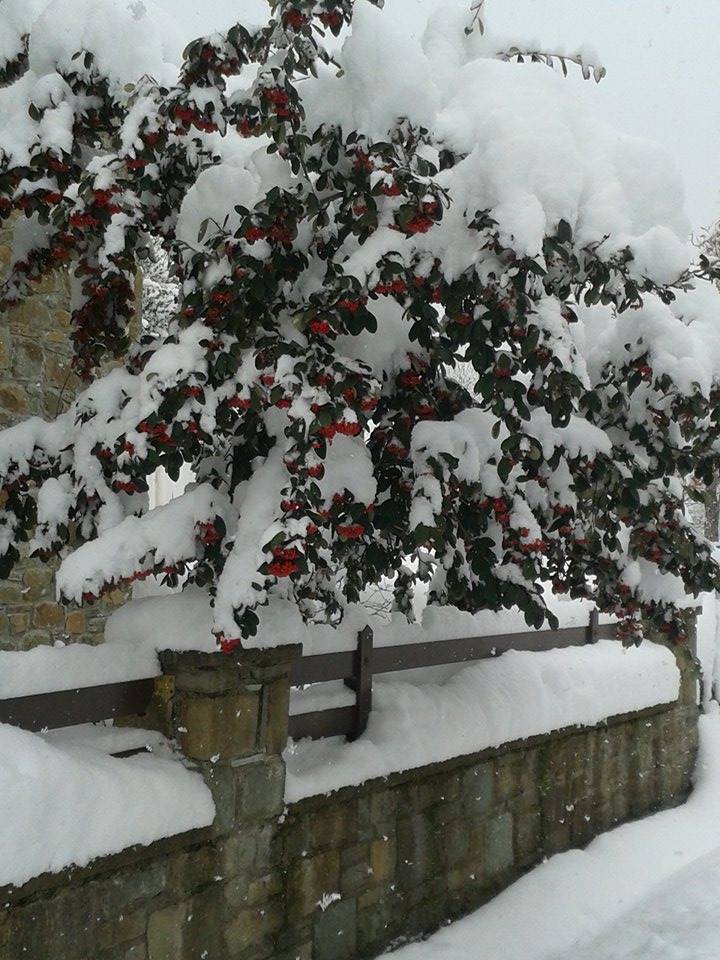 15895139_682077431971900_7591710260504412294_n